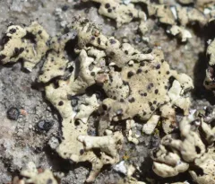 Abrothallus caerulescens thumbnail 3