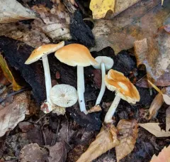 Orange-yellow Marasmius thumbnail 2