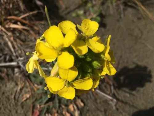 Menzies' wallflower