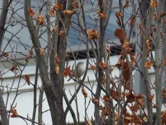 Lucy's Warbler thumbnail 1