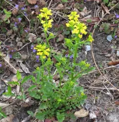 land cress thumbnail 3