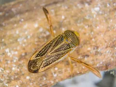 Hesperocorixa semilucida thumbnail 2