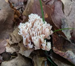 Lentaria micheneri thumbnail 2