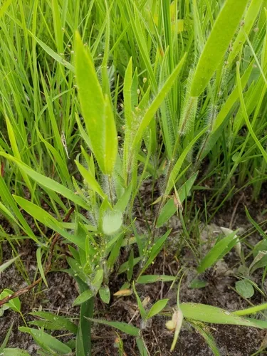 white-hair witchgrass