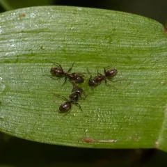 Argentine Ant thumbnail 3