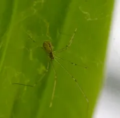 Marbled Cellar Spider thumbnail 2