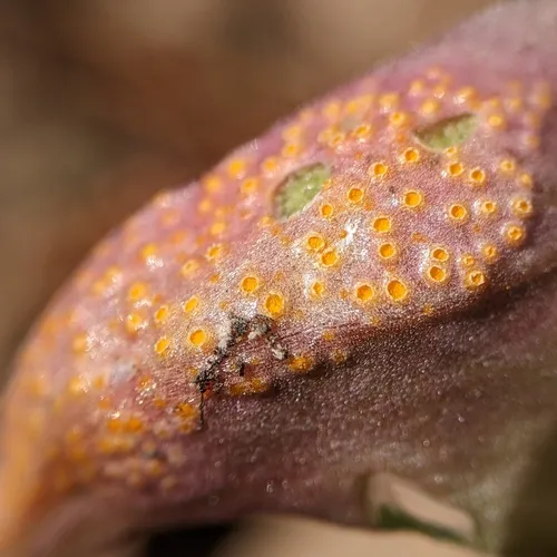 spring beauty rust