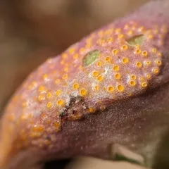 spring beauty rust thumbnail 1