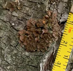 Spotted Camouflage Lichen thumbnail 2