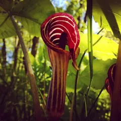 Jack-in-the-Pulpit thumbnail 5