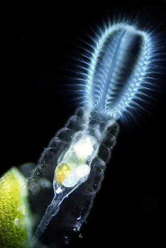 Stephanoceros fimbriatus