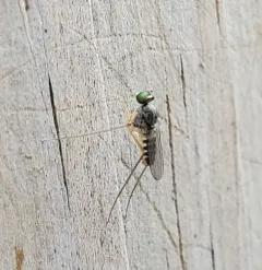 Dactylomyia lateralis thumbnail 2