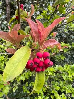 Chinese Photinia thumbnail 2