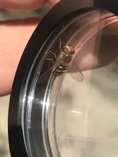 Western Loopwing Aphideater thumbnail 2