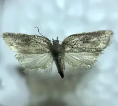 Viburnum Acleris Moth thumbnail 2