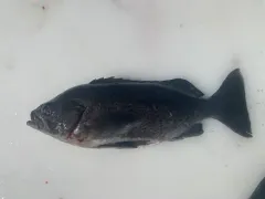 Deacon Rockfish thumbnail 1