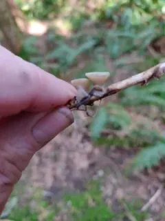 Cudoniella tenuispora thumbnail 1