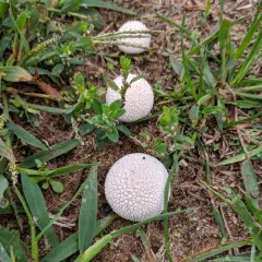 Curtis's Puffball thumbnail 3
