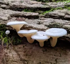Bonestem thumbnail 2