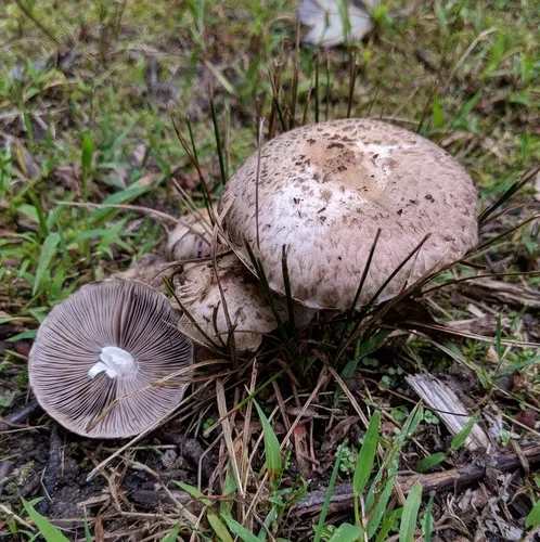 yellowfoot brittlestem