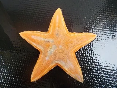 Dipsacaster anoplus