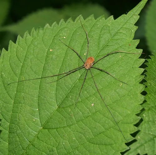 Warty Harvestman