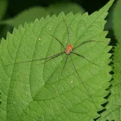 Warty Harvestman thumbnail 1