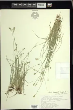 Texas sedge thumbnail 2