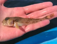 Spotfin Sculpin thumbnail 2