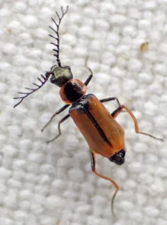 Malachius mirandus thumbnail 4