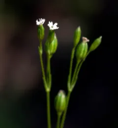 sleepy catchfly thumbnail 2