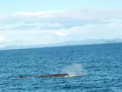 Sperm Whale thumbnail 3