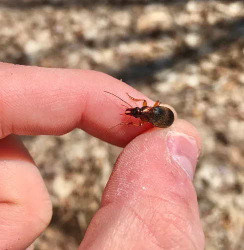 Emarginate Chlaenius