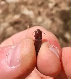 Laneganus sulcicollis thumbnail 3