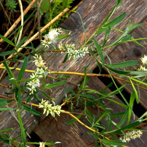 Sage-leaf willow