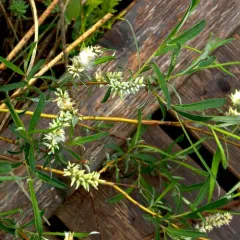 Sage-leaf willow thumbnail 1