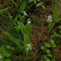 three-leaved false Solomon’s seal thumbnail 1