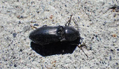Selatosomus destructor