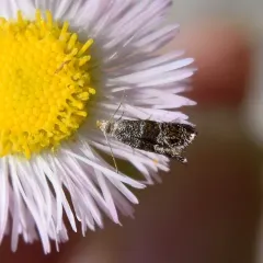 Tinagma obscurofasciella thumbnail 2