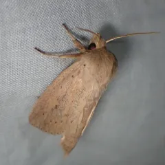 Oblong Sedge Borer Moth thumbnail 4