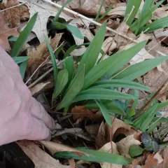 narrowleaf wild leek thumbnail 2