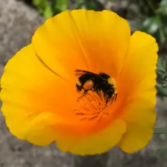 Yellow-faced Bumble Bee thumbnail 3