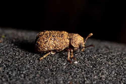 Endecatomus rugosus