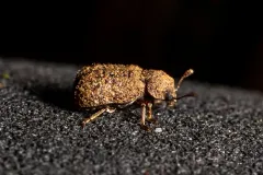 Endecatomus rugosus thumbnail 1