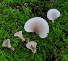 Hohenbuehelia angustata thumbnail 2
