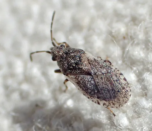 Crophius scabrosus