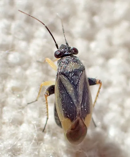 Chlamydatus obliquus