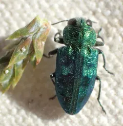 Chrysobothris viridicyanea thumbnail 2