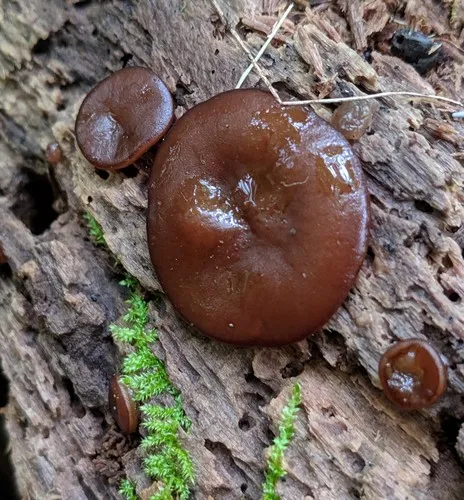Copper Penny Fungus