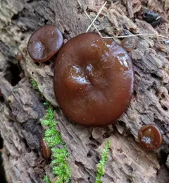 Copper Penny Fungus thumbnail 1